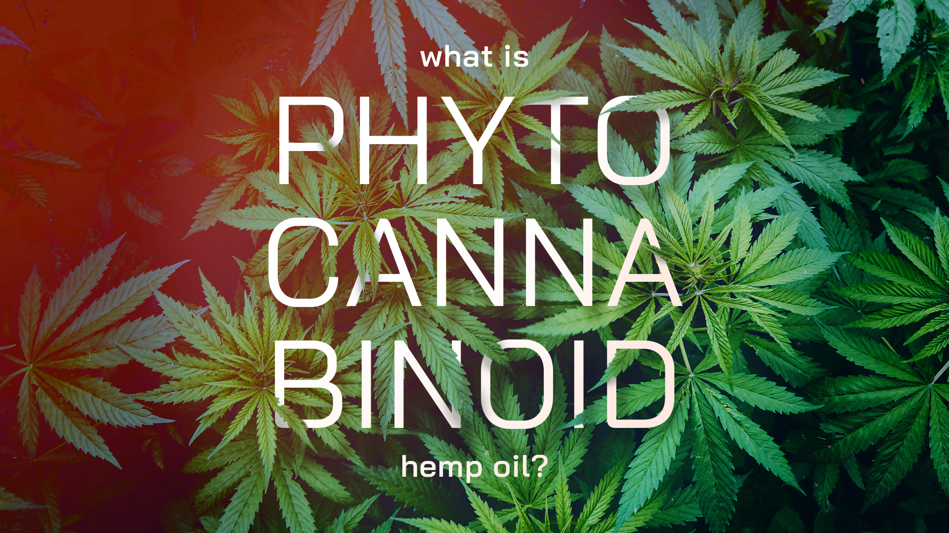 phytocannabinoid hemp oil banner